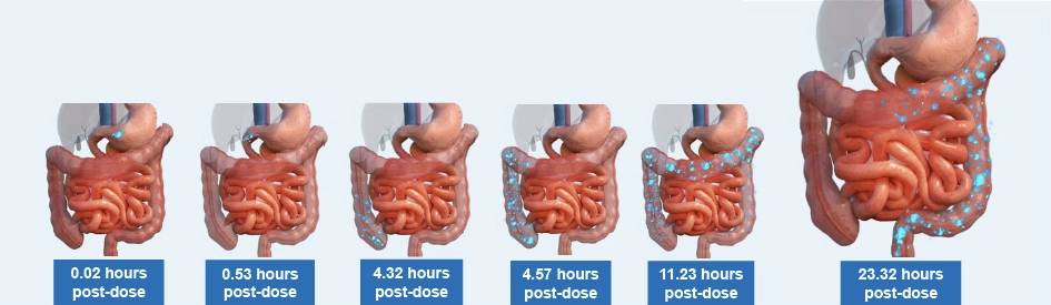Series of gut illustrations at .02, .53, 4.32, 4.57, 11.23, and 23.32 hours post-dose